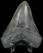 Serrated, Fossil Megalodon Tooth - South Carolina #70768-1